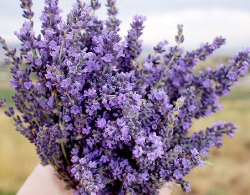 Bundle of Lavender Flowers