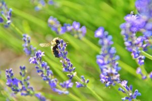 Lavender Flower with Bee in Field