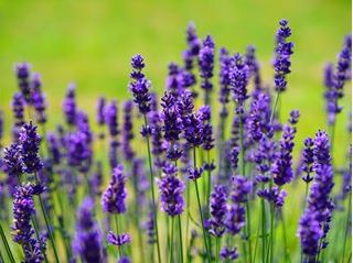 10 Tips for Growing Lavender Plants from Seed - The Kitchen Garten
